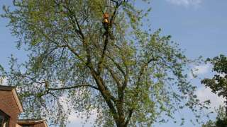 bomen rooien Ruurlo Rumpt Rozendaal Rossum Rome Roekel Rijswijk Rijkerswoerd Rietmolen Rhienderen Rhenoy Rha Ressen Respelhoek Reeth Ravenswaaij Ratum Randwijk Rafelder Raayen Quatre BRas Puiflijk